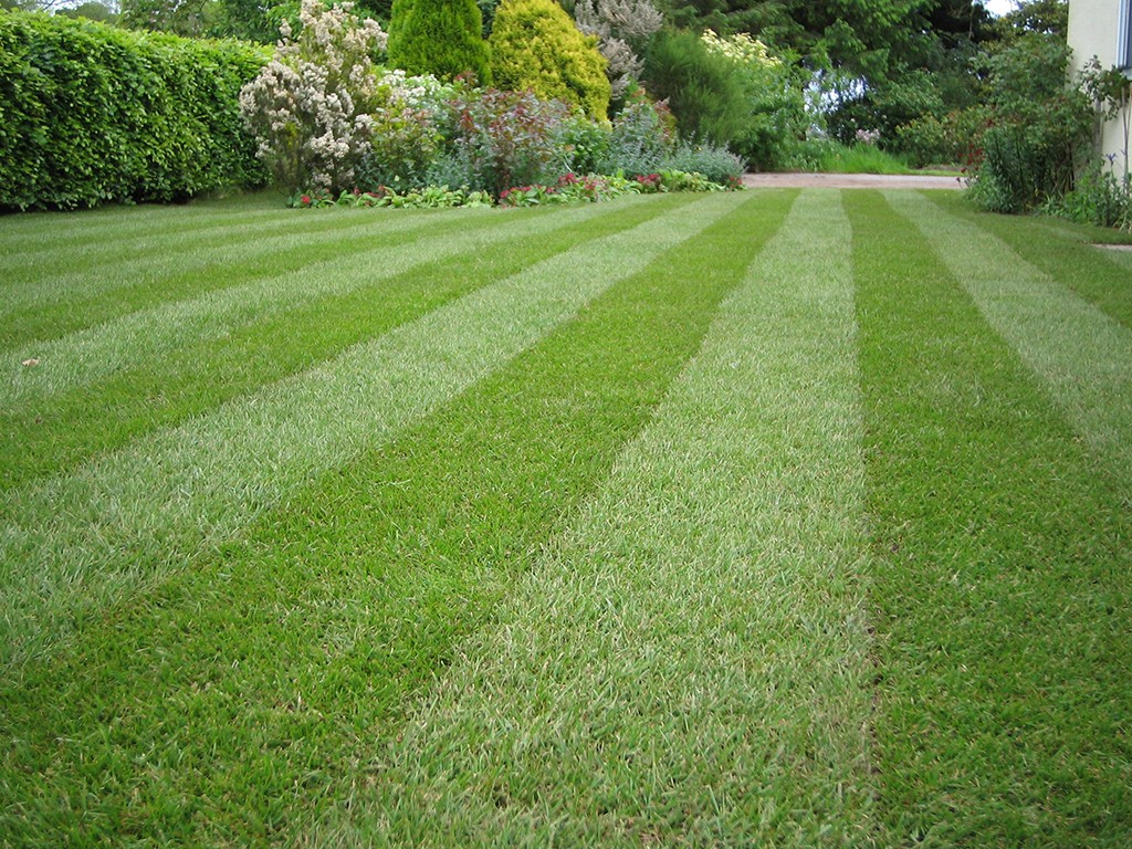 lawn